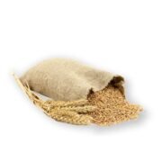 Wheat Grain
