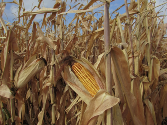 ROMANIA, IN FIRST PLACE IN AREA CULTIVATED BY SUNFLOWER AND CORN