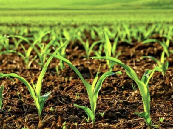 USDA experts downgraded the corn planting area forecast supported the futures